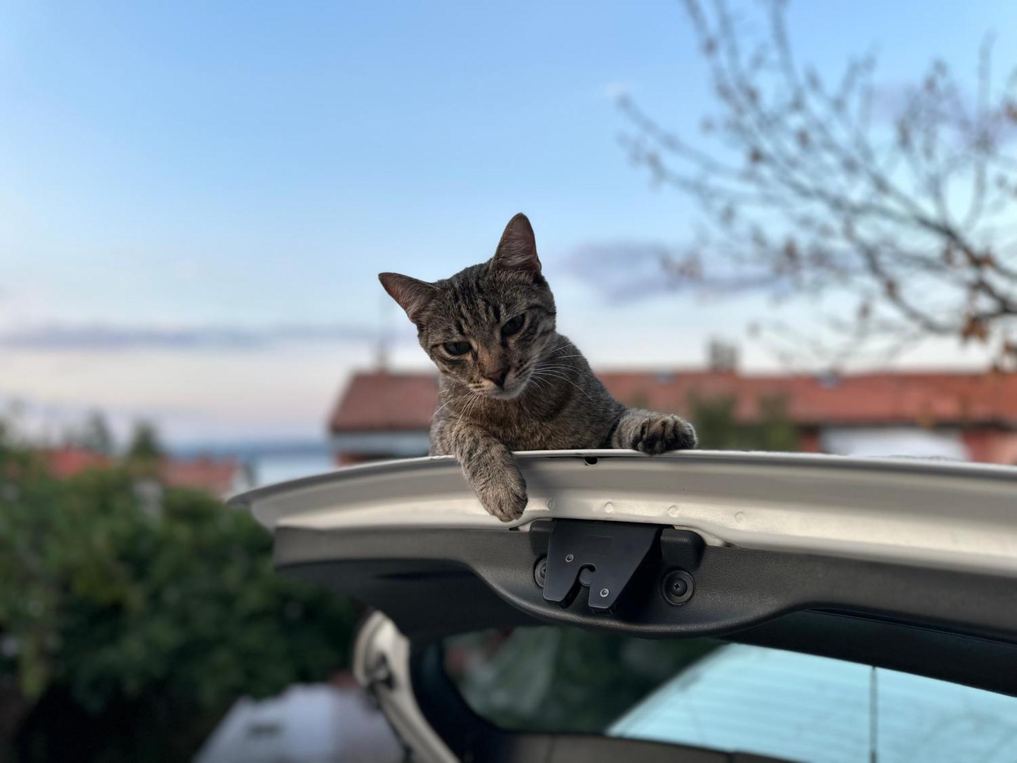 Pri Piratski Macki - At The Pirate Cat - Dal Gatto Pirata โคเปร์ ภายนอก รูปภาพ